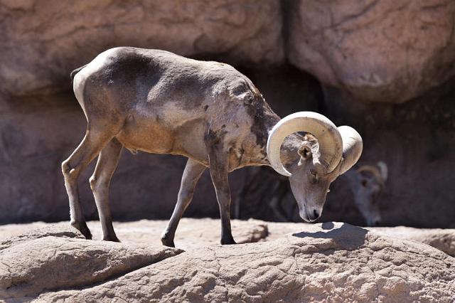 126 Arizona-Sonora Desert Museum, Dikhoornschapen.jpg